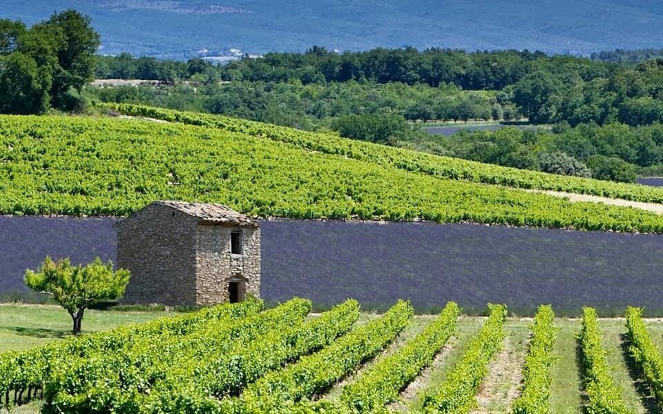 Wandelen lavendel Provence