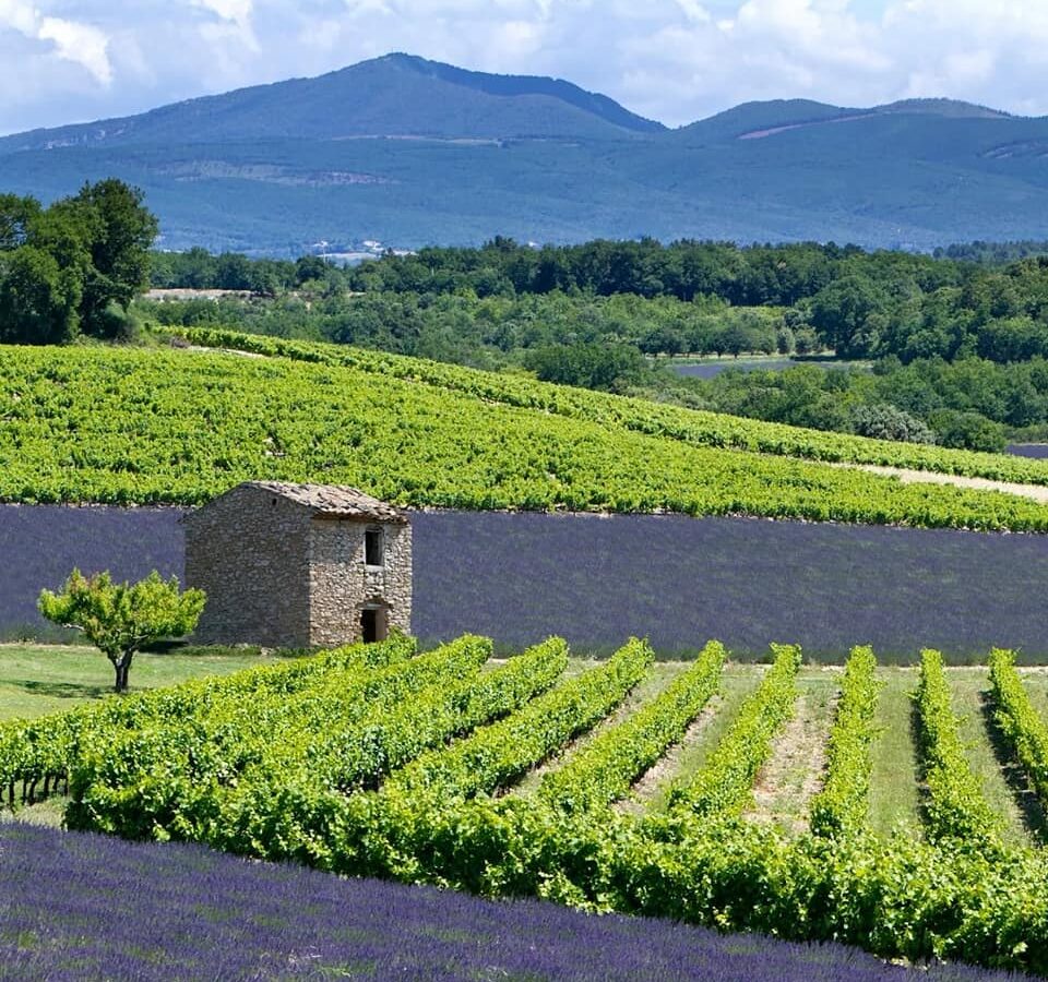 Wandelen lavendel Provence