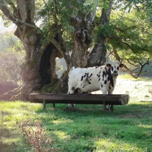 wandelen morvan arrangement chambres d'hôtes montjouan