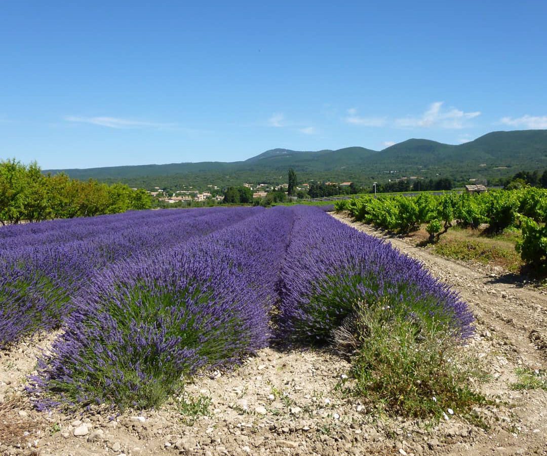 Wandelen lavendelvelden Provence