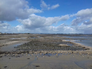 Cotentin Normandië oesters 